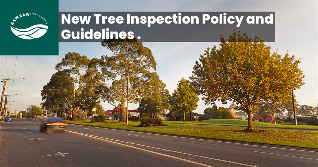 guidelines-to-provide-efficient-tree-inspections-across-the-shire