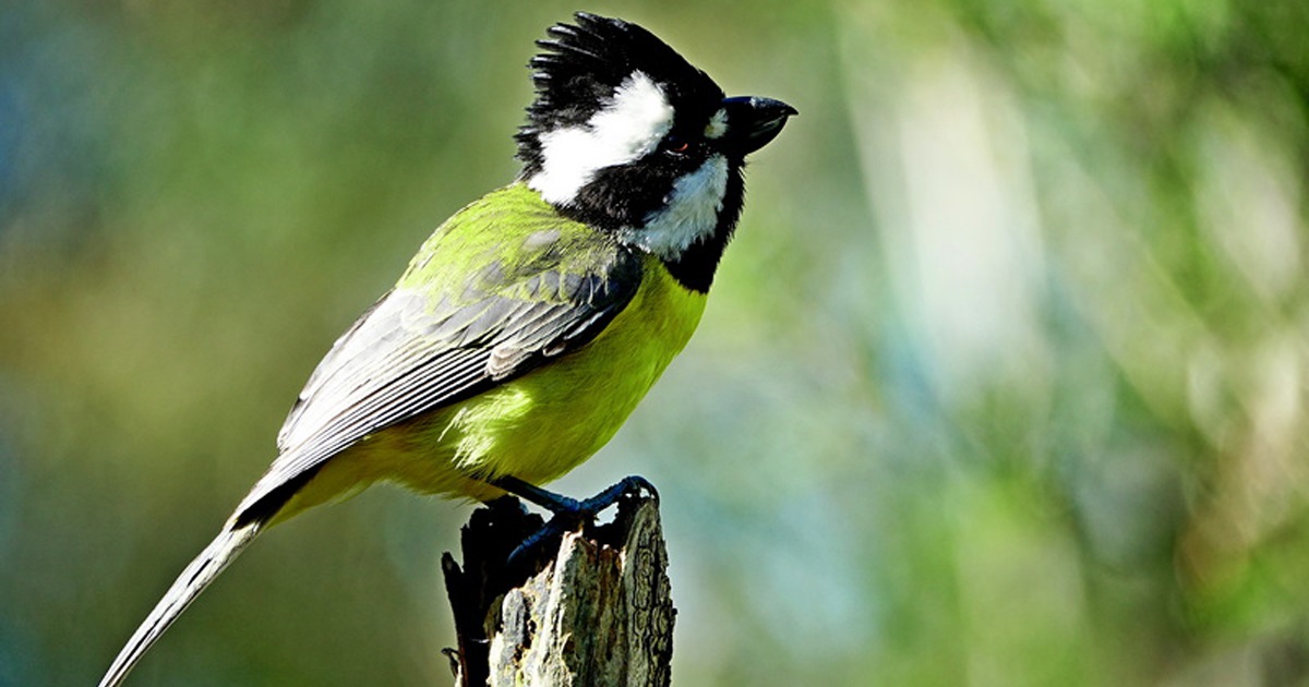 Crested Shrike-tit.jpg