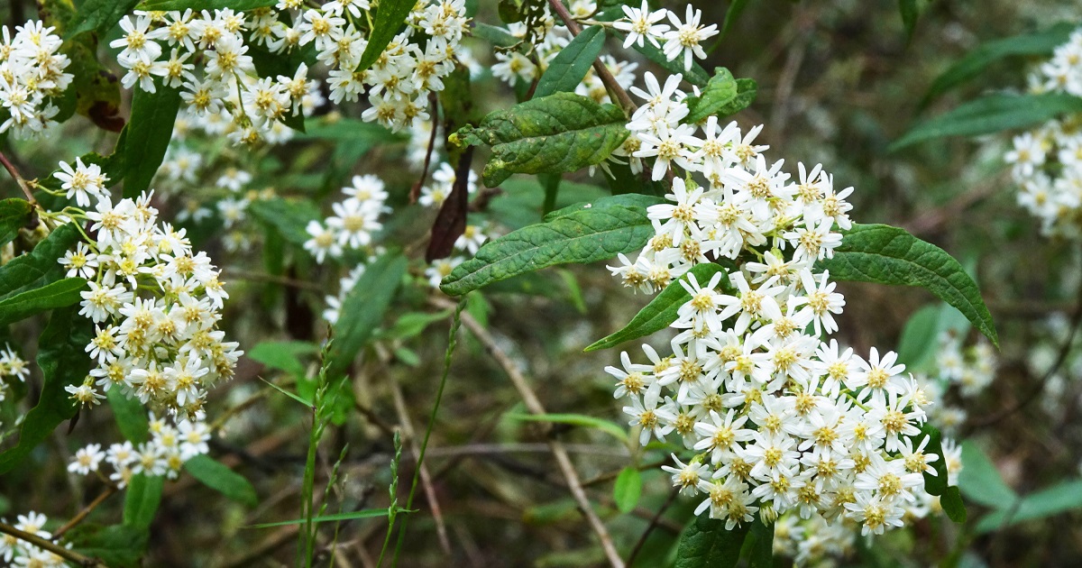 Snow Daisy bush.jpg