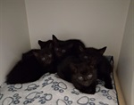 Kittens-C2267-C2271.jpeg